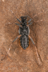 Lepturinae