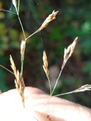 Agrostis gigantea