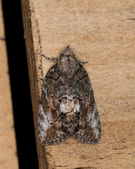 Etanna clopaea