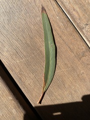 Eucalyptus radiata