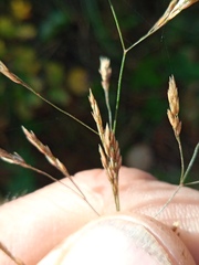 Agrostis gigantea