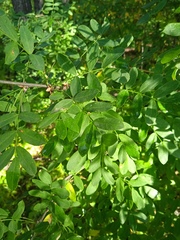 Caragana arborescens