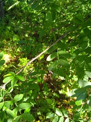Caragana arborescens
