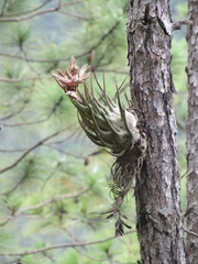 Tillandsia seleriana