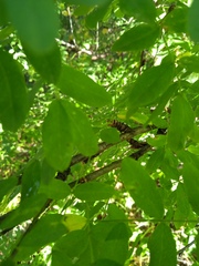 Caragana arborescens