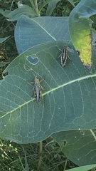 Melanoplinae