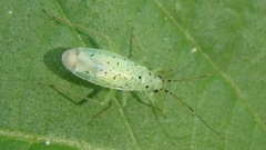 Ilnacora stalii
