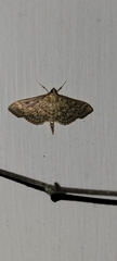 Herpetogramma