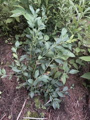 Vaccinium corymbosum