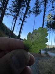 Phyllonorycter holodisci
