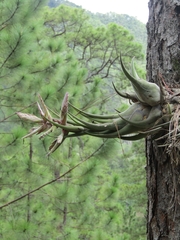 Tillandsia seleriana