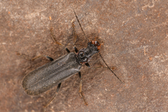 Dichelotarsus