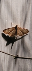 Herpetogramma