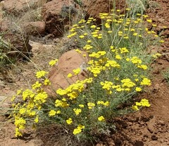Achillea falcata