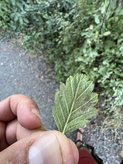 Phyllonorycter holodisci
