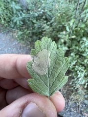 Phyllonorycter holodisci