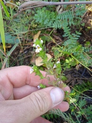 Euphrasia stricta