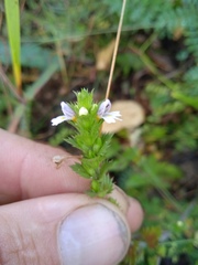 Euphrasia stricta