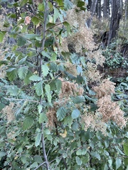 Phyllonorycter holodisci