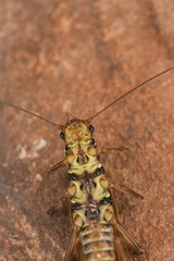 Perloidea