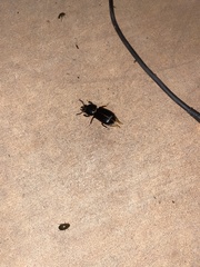 Odontotaenius disjunctus