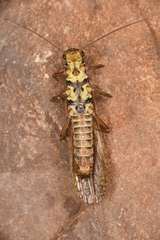 Perloidea