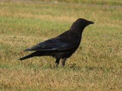 Corvus brachyrhynchos