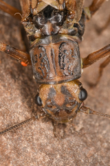 Perloidea