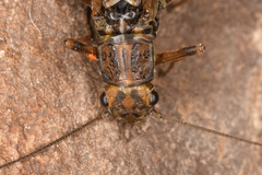Perloidea