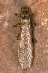 Perloidea