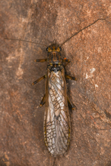 Perloidea