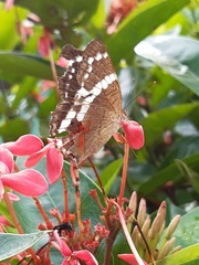 Anartia fatima