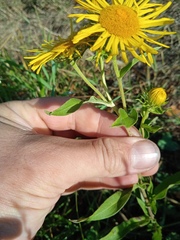 Pentanema britannica