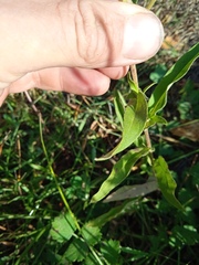 Pentanema britannica