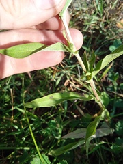 Pentanema britannica