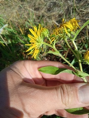 Pentanema britannica