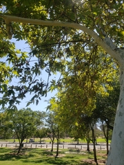 Platanus racemosa