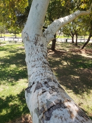 Platanus racemosa