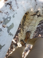 Platanus racemosa