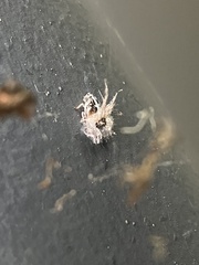 Scolypopa australis