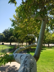 Platanus racemosa