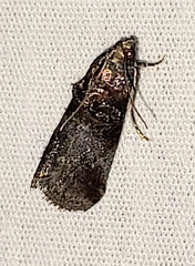 Oneida lunulalis