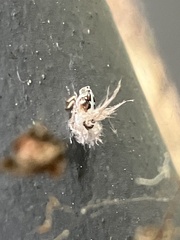 Scolypopa australis