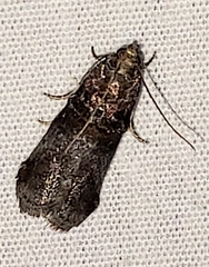 Oneida lunulalis