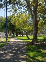 Platanus racemosa