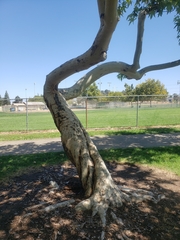 Platanus racemosa
