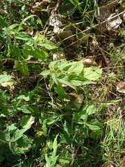 Urtica dioica