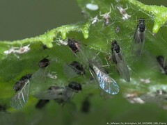 Aphis