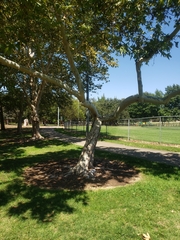 Platanus racemosa