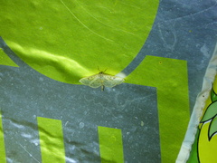 Herpetogramma aquilonalis